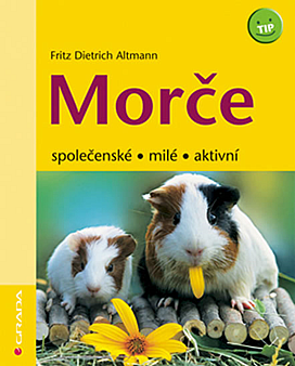 Morče - společenské, milé, aktivní