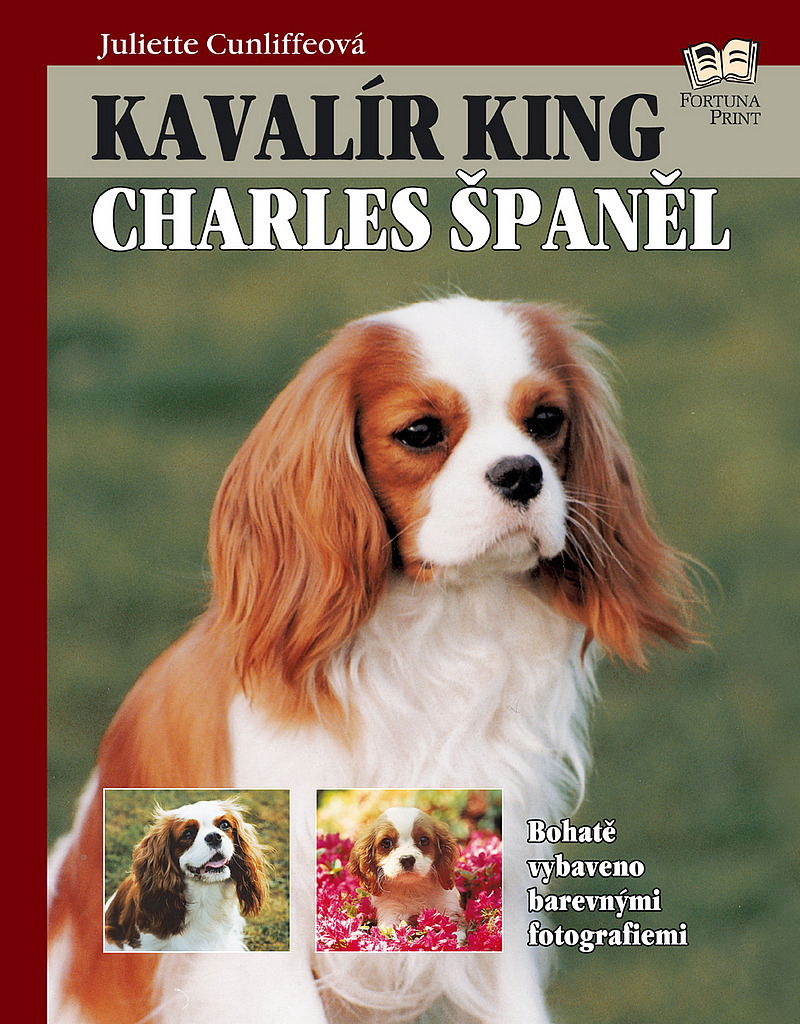 Kavalír King Charles španěl