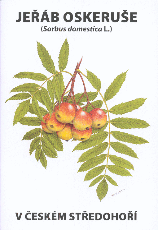 Jeřáb oskeruše (Sorbus domestica L.) v Českém středohoří