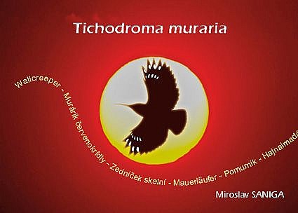 Tichodroma muraria