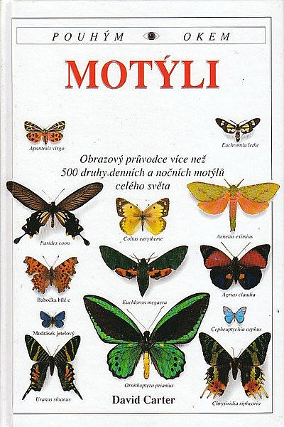 Motýli