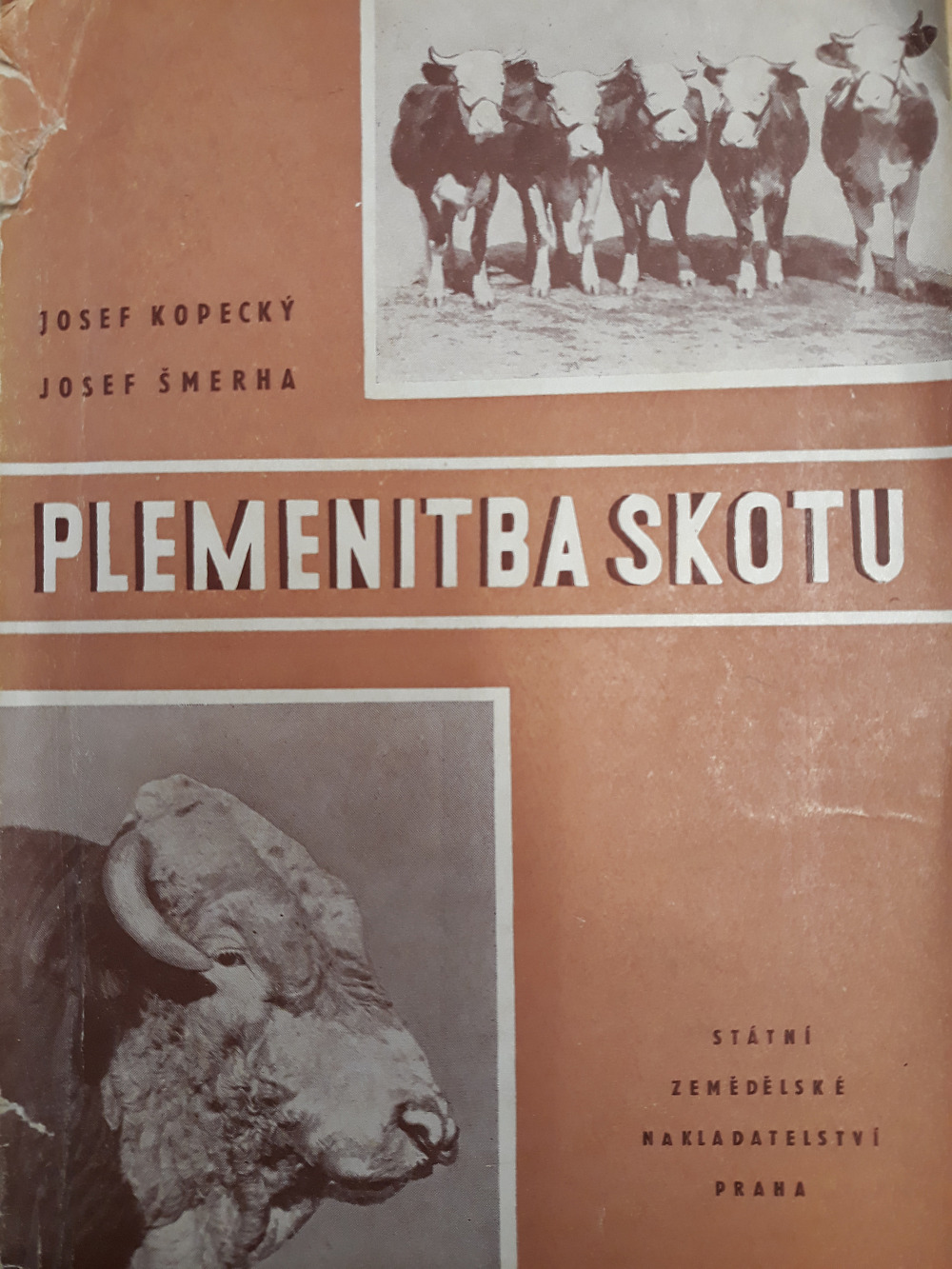 Plemenitba skotu