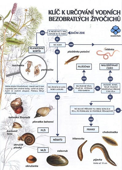 Klíč k určování vodních bezobratlých živočichů