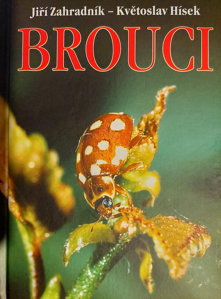 Brouci