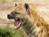 PanHyena