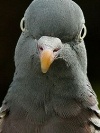 AngryPigeon