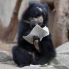 Bear Reader