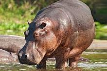 Hippopotamus